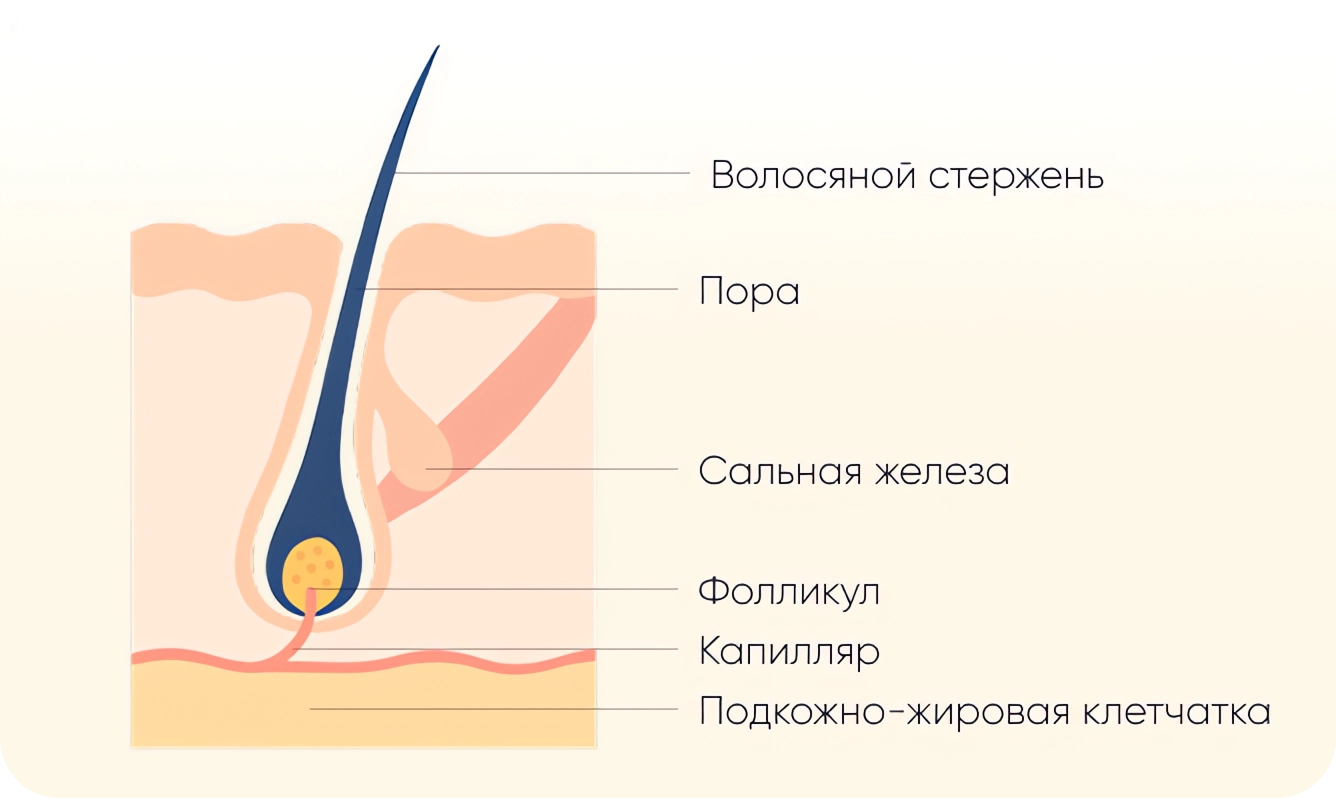 Устройство луковицы волоса
